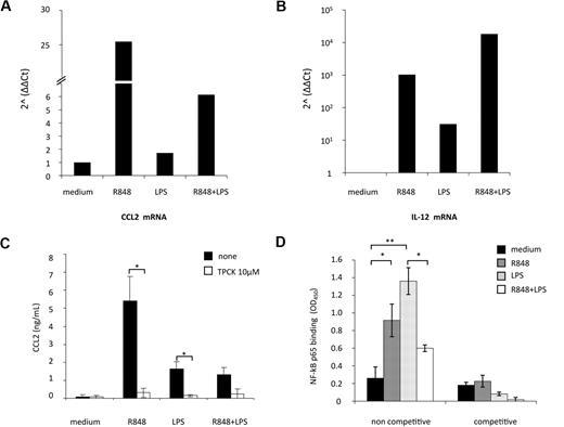 Figure 4. TLR4 and TLR8 agonist combination markedly reduces CCL2 mRNA accumulation: role of NF-κB signaling pathway. (A-B) MD-DCs were treated with LPS (100 ng/mL) or R848 (2 μg/mL) alone or in combination. After 6 hours, total RNA was extracted and retrotranscribed. Real-time PCR was performed using primers specific for human CCL2 (A) and IL-12p40 (B) mRNA on cDNA normalized with β-actin. One representative experiment of 3 performed is shown. Results, analyzed by the relative quantification method (2−ΔΔCt method), are presented as fold increase/reduction of CCL2 and IL-12p40 gene expression. (C) MD-DCs were treated with of 10 μM TPCK or left untreated. At the concentration used, this inhibitor did not affect cell viability (data not shown). After 30 minutes, some cultures were exposed to TLR ligands, as described in the legend to Figure 2. After 18 hours of culture, supernatants were harvested and frozen for CCL2 determination. Data are expressed as mean ± SD of duplicate wells and are representative of 4 independent experiments. P values were calculated by Student t test, and statistical significance is indicated comparing results from TPCK-treated cells versus untreated cells. (D) NF-κB activation was measured in nuclear extracts (5 μg) after a 2-hour stimulation with TLR ligands by a transcription factor ELISA. Data are expressed as mean ± SD of duplicate wells and are representative of 3 independent experiments. P values were calculated by ANOVA, and statistical significance is indicated comparing results from MD-DCs treated with single agonists versus control cells and from MD-DCs treated with a combination of the agonists versus the single treatments.