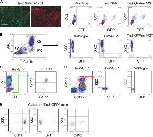 Figure 5. Circulating TEMs are bona fide hematopoietic cells distinct from circulating ECs and express a resident monocyte phenotype. (A) Analysis of mouse liver by IFS (left) and flow cytometry (right). (Left panels) Expression of GFP (green) in Cd31+ (red) liver sinusoids of Tie2-GFPmir142T mice (n = 2). Scale bar represents 60 μm. Dot plots on the right show liver tissue–derived single-cell suspensions of representative wild-type (n = 1), Tie2-GFP (n = 2), and Tie2-GFPmir142T (n = 3) mice. Note that GFP is expressed robustly in the Cd31+ ECs of both Tie2-GFPmir142T and Tie2-GFP mice. (B) Flow cytometry analysis of blood cells of representative wild-type (n = 1), Tie2-GFP (n = 2), and Tie2-GFPmir142T (n = 3) mice. Cd11b+ myeloid cells are gated (dot plot on the left) and GFP expression analyzed in this hematopoietic subset (dot plots on the right). Note that GFP is expressed in the Cd11b+ SSClow monocytes of Tie2-GFP, but not Tie2-GFPmir142T mice. Ly indicates lymphocytes; Gr, granulocytes; Mo, monocytes. (C-E) Flow cytometry analysis of the blood of Tie2-GFP transgenic mice. (C) Virtually all the Tie2-GFP+ TEMs (green gate in the dot plot on the left; n = 16) are Cd11b+Cd115+7AAD− monocytes (dot plot on the right). (D) Only a fraction (∼ 30%; n = 13) of the Cd11b+Cd115+7AAD− monocytes (dot plot on the left) are Tie2-GFP+ (dot plot in the middle). Monocytes from wild-type mice (n = 5) were used to set the gate for GFP-positive events (dot plot on the right). (E) Dot plots show the expression of surface markers that can distinguish resident from inflammatory monocytes (n = 7-10). The Cd115+GFP+7AAD− cells were gated and the expression of Cd43, Gr1, and L-selectin (Cd62l) analyzed. The majority of Tie2-GFP+Cd115+7AAD− TEMs are Cd43+Gr1−Cd62l− resident monocytes. Representative experiments are shown.