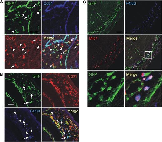 Figure 6. Characterization of mouse embryonic/fetal macrophages. (A) A representative E13.5 Tie2-GFP transgenic embryo analyzed for GFP (green), Cd45 (red), and Cd31 (blue) expression. The dorsal area of the embryo is shown. GFP is uniformly expressed by Cd31+ blood vessels and by scattered Tie2-GFP+Cd45+Cd31− hematopoietic cells (arrows). Note that several Cd45+Cd31− hematopoietic cells are GFP− (arrowheads). Scale bar represents 60 μm. Similar results were obtained in E8.5 to E15.5 embryos. Results are representative of n = 8 litters (each including 2 or 3 embryos) analyzed. For each embryo, at least 3 sections were analyzed. (B) A representative E14.5 Tie2-GFP transgenic embryo analyzed for GFP (green), Cd31 (red), and F4/80 (blue) expression. The brain of the embryo is shown. GFP is uniformly expressed by Cd31+ blood vessels and by scattered Tie2-GFP+F4/80+Cd31− macrophages (arrows). Note that several F4/80+Cd31− macrophages are GFP− (arrowheads). Scale bar represents 60 μm. Embryos were analyzed as described in panel A. (C) A representative E12.5 Tie2-GFP transgenic embryo analyzed for GFP (green), Mrc1 (red), and F4/80 (blue) expression. The spinal cord of the embryo is shown. GFP is expressed by Mrc1+F4/80+ macrophages that are intermixed with GFP+Mrc1−F4/80− blood vessels in the meninges (inset). Scale bar represents 60 μm. The 2 bottom panels show a high-power magnification of the inset shown above. Note the perivascular GFP+Mrc1+F4/80+ macrophages. Embryos were analyzed as described in panel A.