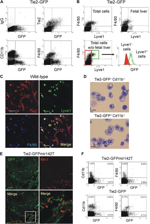 Figure 7. A distinguishing TEM signature expressed by mouse embryonic/fetal macrophages. (A) Flow cytometry analysis of representative E14.5 Tie2-GFP transgenic embryos (> 8 embryos pooled together). Virtually all GFP+ cells express the Tie2 receptor. Whereas a small proportion of the Cd11b+ cells are GFP+, a substantial proportion of the F4/80+ cells are GFP+. The Cd11b− or F4/80−, GFP+ cells mostly represent ECs. Similar results were obtained in E8.5 to E14.5 embryos. Results are representative of n = 11 litters analyzed. (B) Flow cytometric analysis of representative E12.5 Tie2-GFP transgenic embryos (> 8 embryos pooled together), analyzed as whole embryos (total cells), or embryos without fetal liver (total cells without fetal liver), or fetal liver alone (fetal liver). In whole embryos, the majority of Lyve1+ cells are F4/80+ macrophages. In embryos without fetal liver, virtually all the Lyve1+ cells are F4/80+ macrophages. In the fetal liver, the majority of the Lyve1+ cells are F4/80− cells, probably representing lymphatic ECs. The Lyve1+F4/80+ macrophages (green gate in the dot plot at bottom left) display enhanced GFP expression (histogram at bottom right, open green line) compared with the Lyve1− cells (red gate and filled red line). (C) A representative E12.5 wild-type embryo analyzed for Lyve1 (green), Tie2 receptor (red), and F4/80 (blue) expression. The dorsal area of the embryo is shown. Note the Lyve1+Tie2+F4/80+ macrophages scattered among Tie2+Lyve1−F4/80− blood vessels. Scale bar represents 60 μm. Results are representative of n = 2 litters (each including 3 embryos) analyzed. For each embryo, at least 3 sections were analyzed. (D) Morphology (May-Grünwald-Giemsa staining) of Tie2-GFP−Cd11b+ (left) and Tie2-GFP+Cd11b+ (right) cells sorted from E13.5 Tie2-GFP transgenic embryos depleted of the fetal liver. Scale bar represents 30 μm. Photos are representative of n = 25 photos/sample. (E) A representative E12.5 Tie2-GFPmir142T transgenic embryo analyzed for GFP (green) and Mrc1 (red) expression. The spinal cord of the embryo is shown. Note that the Mrc1+ macrophages do not express GFP in this mouse model, whereas ECs do. The bottom right panel shows a high-power magnification of the inset indicated in the bottom left panel. Similar results were obtained in all analyzed embryos (E12.5-E15.5). Results are representative of n = 4 litters (each including 3 embryos) analyzed. For each embryo, at least 3 sections were analyzed. (F) Flow cytometric analysis of representative E12.5 Tie2-GFP and Tie2-GFPmir142T transgenic embryos (> 8 embryos pooled together). Note that in Tie2-GFPmit142T embryos (n = 8 litters analyzed at different stages) there are no Cd11b+ or F4/80+ cells expressing GFP.