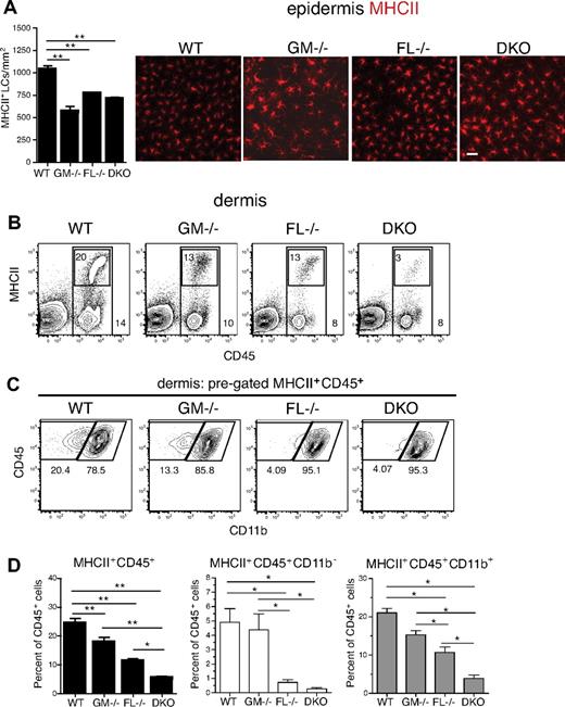Figure 4. Dermal DCs are significantly reduced in the absence of GM-CSF and FL in steady state. DCs were analyzed from WT, GM-CSF−/−, FL−/−, and DKO mice. (A) Immunofluorescence microscopy of MHCII-stained (red) epidermal sheets. MHCII+ cells were counted on images taken from multiple fields per mouse (n = 4/group). Epidermal sheets were stained with PE-conjugated anti-MHCII antibody and mounted on slides with the use of Eukitt mounting medium. Images were taken at room temperature on a Nikon Eclipse E800 microscope with a CCD Qimaging camera using a Nikon Plan Apo 20×/0.75 NA objective lens and acquired with the use of OpenLab software. Scale bar represents 10 μm. (B-C) Flow cytometry of ex vivo–isolated dermal-derived cells. Representative FACS plots from WT, GM-CSF−/−, FL−/−, and DKO mice are shown. (B) Percentage of all CD45+ cells shown by outer gate. Inner gate represents percentage of MHCII+ cells within CD45+ gate. (C) Dermal DCs were pregated on MHCII+CD45+, followed by gating on CD11b+ and CD11b− populations. (D) Percentages of total dermal-derived MHCII+CD45+ cells, as well as CD11b− and CD11b+ subsets are shown. Results are given as the percentage of CD45+ cells (n = 4-6 mice/group). *P < .05; **P < .01.