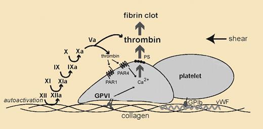 Mechanisms for thrombin generation by collagen in vivo. In flowing blood where there are shear forces, platelets adhere to exposed collagen. Slowed platelets additionally bind to collagen via glycoprotein VI (GPVI). The GPVI-collagen interaction results in platelet activation. Independently, exposed collagen supports zymogen factor XII (XII) autoactivation to enzymatic factor XIIa (XIIa). XIIa initiates thrombin generation through a series of proteolytic reactions. Thrombin then stimulates platelets by activating its receptors, protease activated receptor 1 (PAR1) and 4 (PAR4). PAR activation and GPVI signaling jointly contribute to a platelet thrombus, which amplifies into a fibrin clot and arterial vessel occlusion.