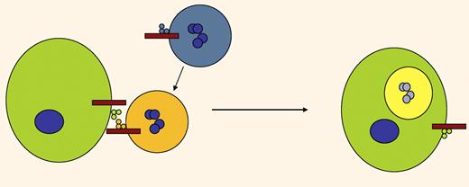 Scheme showing a neutrophil (on top) undergoing apoptosis (the color change indicates the apoptosis), and encountering a macrophage (left). Both express uPAR (3 little spheres of the same color of the cytoplasm) and integrins (red bars). Through the interaction of these 2 proteins the neutrophil is efferocytosed into the macrophage (on the right). The scheme does not necessarily imply a direct uPAR-integrin interaction.