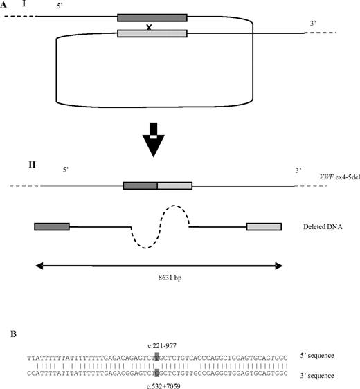 Figure 2. A possible model for the pathogenesis of the deletion. (Ai) AluY repeats, highlighted in dark gray (5′) and light gray (3′) at the 5′ and 3′ deletion breakpoints line up while attached to the nuclear matrix, followed by a recombination event. This results (Aii) in the deletion of 8631 bp, including exons 4 and 5 from VWF. (B) An 85.2% (52 of 61) homology between the 5′ and 3′ AluY sequences 30 bp on either side of the deletion breakpoints (highlighted in dark gray).