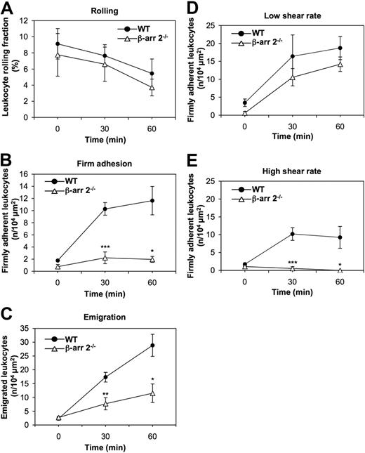 Figure 1. Defective KC-induced leukocyte firm adhesion and diapedesis in β-arr 2−/− mice. (A-C) Rolling (A), firm adhesion (B), and emigration (C) of WT and β-arr 2−/− leukocytes examined by intravital microscopy of cremaster muscles superfused with 6.25 nM KC. The sequential steps of leukocyte extravasation were analyzed in cremasteric venules at a defined shear rate (WT venule shear rate = 1095.5 ± 118.9 s−1, β-arr 2−/− venule shear rate = 1101.8 ± 26.4 s−1, supplemental Table 1). (D-E) WT and β-arr 2−/− leukocytes were examined for the ability to firmly adhere to either low (D) shear rate venules (WT venule shear rate = 756.2 ± 186.6 s−1, β-arr 2−/− venule shear rate = 716.1 ± 63 s−1) or high (E) shear rate venules (WT venule shear rate = 1506.6 ± 138.6 s−1, β-arr 2−/− venule shear rate = 1516.1 ± 7.1 s−1) by intravital microscopy of cremaster muscles superfused with 6.25 nM KC. Data are expressed as mean ± SEM of either 5 (A-C) or 3 (D-E) mice per group (*P < .05, **P < .01, ***P < .001 for β-arr 2−/− vs WT leukocyte responses at the same experimental time point).