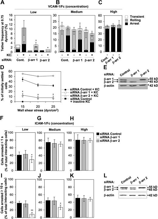 Figure 2. Impaired KC-induced VLA-4 and β2 integrin functional regulation in β-arr 2–depleted cells. (A-C) Effect of either β-arr isoform depletion on frequency and strength of tethers mediated by CXCR2+ RBL-2H3 cells with (A) low (0.025 μg/mL), (B) medium (0.05 μg/mL), or (C) high (0.2 μg/mL) concentrations of VCAM-1/Fc coimmobilized with heat-inactivated (−) or functional (+) KC (2 μg/mL), determined at a shear stress of 0.75 dyn/cm2. Data are expressed as mean plus or minus the range of 2 experimental fields. Results are representative of 3 independent experiments (*P < .05 relative to control cells for each adhesive category). (D) Effect of either β-arr isoform depletion on resistance to detachment by incremental shear stresses of CXCR2+ RBL-2H3 cells. Cells were accumulated on a medium VCAM-1/Fc concentration (0.05 μg/mL) coimmobilized with heat-inactivated or functional KC (2 μg/mL) for 1 minute under a shear stress of 0.75 dyn/cm2 and then subjected to the indicated shear stresses, incremented at 5-second intervals. The percentage of cells resisting detachment by the indicated shear stresses is shown. Results are expressed as mean ± SEM of 4 experimental fields in 2 independent experiments (*P < .05 for β-arr 2–depleted vs control RBL-2H3 cells). (E) Representative immunoblot analysis of endogenous expression of β-arr 1 and β-arr 2 in CXCR2+ RBL-2H3 cells transfected with either control, β-arr 1 or β-arr 2 siRNAs. Whole cell lysates were immunoblotted with a β-arr–specific antibody. Expression of β-actin was used as protein loading control. (F-K) Effect of either β-arr isoform depletion on KC-stimulated adhesion of differentiated 32D cells to (F,I) low (0.1 μg/mL), (G,J) medium (0.5 μg/mL), or (H,K) high (1 μg/mL) concentrations of ICAM-1/Fc under flow. Data are expressed as mean plus or minus the standard deviation (± SD) of 8 to 12 experimental fields in 3 independent experiments (*P < .02, **P < .001 relative to control cells; paired 2-tailed Student t test). (L) Representative immunoblot analysis of endogenous expression of β-arr 1 and β-arr 2 in differentiated 32 D cells transfected with either control, β-arr 1, or β-arr 2 siRNAs. Whole cell lysates were immunoblotted with a β-arr–specific antibody. Expression of β-actin was used as protein loading control.
