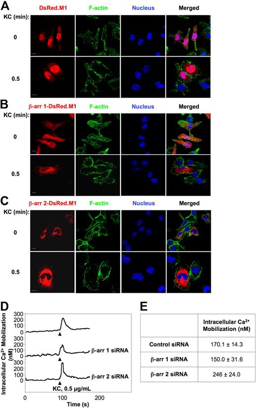Figure 3. Functional interactions between KC-activated CXCR2 and β-arrestins. (A-C) Subcellular localization of β-arr 1 and β-arr 2 in RBL-2H3 cells. RBL-2H3 cells were transiently transfected with CXCR2 along with either DsRed.M1 (A), β-arr 1-DsRed.M1 (B), or β-arr 2–DsRed.M1 (C). Cells were left unstimulated (0 minutes) or stimulated with 0.5 μg/mL KC for the indicated times (0.5 minutes and supplemental Figure 4), fixed, permeabilized, stained, and analyzed by confocal microscopy. Scale bars represent 10 μm. Representative images from one of 4 separate experiments are shown. (D-E) Retained KC-induced calcium transients in either β-arr isoform-depleted CXCR2+ RBL-2H3 cells. (D) Cells were loaded with the calcium indicator Fura 2-AM. Changes in free intracellular calcium levels induced by stimulation with 0.5 μg/mL KC were measured by fluorimetry. Representative curves from one of 3 experiments are shown. (E) Quantitative analysis of KC-induced intracellular calcium mobilization in control and β-arr–depleted CXCR2+ RBL-2H3 cells. Results are expressed as mean ± SEM of 3 independent experiments.