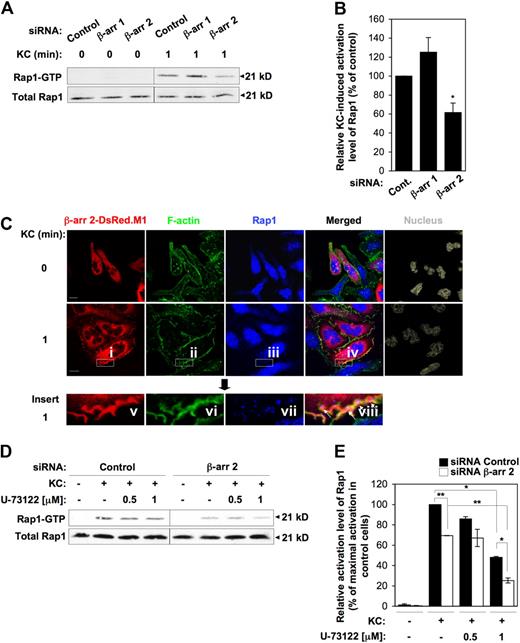 Figure 4. Defective Rap1 activation by KC in β-arr 2–depleted cells. (A,B) Effect of either β-arr isoform depletion on Rap1 activation by KC. (A) Cells were stimulated with 0.5 μg/mL KC for 1 minute. Rap1-GTP was determined in pull down assays with the effector protein GST-RalGDS-RBD and detected by immunoblotting with a Rap1-specific antibody. Total Rap1 levels in whole cell lysates were used as loading control. (B) Quantitative analysis of KC-induced Rap1 activation in control and β-arr–depleted CXCR2+ RBL-2H3 cells. Rap1-GTP levels were quantified by densitometry and normalized both to the total Rap1 and to the GST-RalGDS-RBD signals. Values represent the percentage of normalized Rap1-GTP levels relative to control siRNA-transfected cells. Data are expressed as mean ± SEM of at least 8 independent experiments (*P < .001 for β-arr 2–depleted vs control RBL-2H3 cells). (C) Subcellular localization of Rap1 in RBL-2H3 cells. RBL-2H3 cells were transiently transfected with CXCR2 along with β-arr 2–DsRed.M1. Cells were left unstimulated (0 minutes) or stimulated with 0.5 μg/mL KC for 1 minute, fixed, permeabilized, stained, and analyzed by confocal microscopy. Boxed inserts i-iv represent areas enlarged in images v-viii. Arrows indicate colocalization of Rap1, β-arr 2, and F-actin in ruffling membranes. Scale bars represent 10 μm. Representative images from one of 4 separate experiments are shown. (D-E) Additive effects of PLC inhibition and β-arr 2 depletion on Rap1 activation. CXCR2+ RBL-2H3 transfectants were pretreated for 30 minutes at 37°C with either vehicle control or increasing concentrations of U-73122 (0.5 and 1 μM) before addition of 0.5 μg/mL KC for 1 minute. Rap1-GTP was determined in pull down assays and quantified as described above. Quantitated values represent the percentage of normalized Rap1-GTP levels relative to vehicle-treated control cells stimulated with KC. Results are expressed as mean ± SEM of 4 independent experiments (*P < .05; **P < .005).