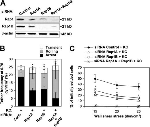 Figure 5. Reduced KC-triggered rapid arrest and shear-resistant adhesion to VCAM-1 of Rap1-depleted cells. (A) Representative immunoblot analysis of endogenous expression of Rap1A and Rap1B in CXCR2+ RBL-2H3 cells transfected with either control, Rap1A, Rap1B, or both siRNAs. Whole cell lysates were immunoblotted with total Rap1A/B- and Rap1B-specific antibodies. Expression of β-actin was used as protein loading control. (B) Effect of either or both Rap1 isoform depletion on frequency and strength of tethers mediated by CXCR2+ RBL-2H3 cells with a medium concentration (0.05 μg/mL) of VCAM-1/Fc coimmobilized with heat-inactivated (data not shown) or functional KC (2 μg/mL) under flow conditions. Data are expressed as mean ± SD of 4 experimental fields in 2 independent experiments (*P < .05 relative to control cells for the arrest fraction). Results are representative of 3 independent experiments. (C) Effect of either or both Rap1 isoform depletion on KC-induced shear-resistant adhesion of CXCR2+ RBL-2H3 cells to a medium VCAM-1/Fc concentration (0.05 μg/mL), determined as described in the legend to Figure 2D. Results are expressed as mean ± SEM of 4 experimental fields in 2 independent experiments (*P < .05 for either or both Rap1 isoform–depleted vs control RBL-2H3 cells).