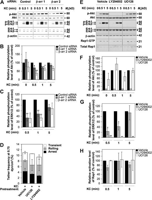 Figure 6. KC-triggered rapid activation of VLA-4 adhesiveness does not involve β-arr–dependent early activation of PI3K and ERK1/2 MAPKs. (A-C) Effect of either β-arr isoform depletion on KC-induced activation of Akt and ERK1/2. (A) Cells were stimulated with 0.5 μg/mL KC for the indicated times. Phosphorylated Akt (p-Akt) and phosphorylated ERK1/2 (p-ERK1/2) were detected by immunoblotting with phospho-specific antibodies. The levels of total Akt, ERK1/2, and β-actin in whole-cell lysates were used as protein loading control. (B-C) Quantitative analysis of KC-stimulated activation of Akt (B) and ERK1/2 (C) in control and β-arr–depleted CXCR2+ RBL-2H3 cells. The levels of p-Akt and p-ERK1/2 were quantified by densitometry and normalized to the total Akt and ERK1/2, respectively. Values at each time point represent the percentage of normalized p-Akt (B) and p-Erk1/2 (C) compared with siRNA control-transfected cells. Data are expressed as mean ± SEM of 3 independent experiments (*P < .05, **P < .01, ***P < .001 relative to control RBL-2H3 cells at the same time point). (D) Effect of inhibitors of PI3K and MAPKs on frequency and strength of tethers mediated by CXCR2+ RBL-2H3 cells with a low concentration (0.025 μg/mL) of VCAM-1/Fc coimmobilized with heat-inactivated (data not shown) or functional KC (2 μg/mL) under flow conditions. Data are expressed as mean plus or minus the range of 2 experimental fields. Results are representative of 3 independent experiments. (E-H) Effect of inhibitors of PI3K and MAPKs on KC-induced activation of Akt, ERK1/2, and Rap1. (E) CXCR2+ RBL-2H3 cells were pretreated for 30 minutes at 37°C with either vehicle control, 15 μM LY294002, or 10 μM U0126 before addition of 0.5 μg/mL KC for the indicated times. p-Akt and p-ERK1/2 were detected as described above. Rap1-GTP was determined in pull down assays as described in the legend to Figure 4A. (F-H) Quantitative analysis of KC-stimulated activation of Akt (F), ERK1/2 (G), and Rap1 (H) in vehicle- and inhibitor-treated CXCR2+ RBL-2H3 cells. The levels of p-Akt and p-ERK1/2 were quantified as described above. The levels of Rap1-GTP were quantified as described in the legend to Figure 4B. Values at each time point represent the percentage of normalized p-Akt (F), p-ERK1/2 (G), and Rap1-GTP (H) relative to vehicle-treated cells. Data are expressed as mean ± SEM of 3 independent experiments (*P < .05, **P < .01 relative to vehicle-treated RBL-2H3 cells at the same time point).