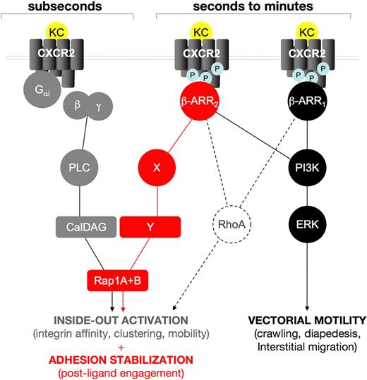 Figure 7. A working model for the role of β-arrestins in CXCR2-driven responses. Our findings support the hypothesis that β-arrestins act sequentially to Gαi-driven signaling in regulating CXCR2-driven responses. Rapid onset (subsecond) adhesion requires Rap1 activity, cooperatively induced by Gαi-triggered PLC, via the CalDAG GEF (gray lines and symbols) and by CXCR2-associated β-arrestins 1 and 2. A plausible (dashed lines) intermediate in the β-arr–dependent component of KC-driven rapid onset adhesion is RhoA, as it is involved in inside-out activation of integrins43 and has been previously shown to be induced by β-arr signaling in several model systems.17,44 Later events (seconds to minutes after agonist binding) in KC-induced leukocyte extravasation are differentially affected by the 2 β-arr isoforms, which become independently associated to phosphorylated CXCR2; both β-arr isoforms are involved in triggering a PI3K-ERK1/2 cascade that may control leukocyte motility during the crawling, diapedesis, and interstitial migration steps (black lines and symbols). Conversely, β-arr 2 specifically controls a postintegrin binding Rap1 activation step, which is involved in the stabilization of integrin-dependent adhesion, (red lines and symbols). Intermediates in this pathway, including potential Rap1 GEFs, have yet to be identified.