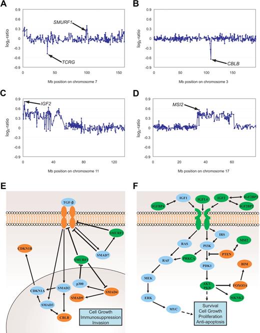 Figure 3. Genomic imbalances affecting TGF-β and PI3K-AKT signaling pathways. Gain of SMURF1 and deletion of TCRG (A), deletion of CBLB (B), gains of IGF2 (C) as well as MSI2 (D). Aberrations are indicated by arrows. All data points are shown as log2-ratios comparing T-ALL DNA with a pool of normal blood DNA from 10 donors. Clones are plotted in chromosome order. Effectors and inhibitors of TGF-β (E) and PI3K-AKT (F) signaling targeted by DNA copy-number changes are marked in green (gains) and red (deletions). SMURF1, Smad ubiquitination regulatory factor 1; SMURF2, SMAD-specific E3 ubiquitin protein ligase 2; SMAD, mothers against DPP homolog; P300, E1A binding protein p300; CDKN1A, cyclin-dependent kinase inhibitor 1A; CDKN1B, cyclin-dependent kinase inhibitor 1B; IGF, insulin-like growth factor; IGFBP, insulin-like growth factor binding protein; IRS1-4, IRS; PTEN, phosphatase and tensin homolog deleted on chromosome 10; PDK1, phosphoinositide-dependent kinase 1; PKB, protein kinase B also named AKT; FOXO3A, forkhead box O3A; BIM, BCL2-like 11 (apoptosis facilitator); MAPK, MAP kinases; MEK, MAP kinase-mitogen activated protein kinase; ERK, MAP kinases Erk1 and 2; MKNK2, MAP kinase interacting serine/threonine kinase 2; MSI2, musashi homolog 2; RAS, RAF kinases; c-myc, oncogene; PRKCA, protein kinase Cα.