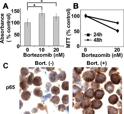 Figure 3. Bortezomib induces DNA synthesis. (A) RPMI 8226 cells were treated with bortezomib (10 and 20 nM) for 8 hours. Cells were labeled with BrdU for an additional 2 hours and assessed for growth by DNA synthesis. (B) RPMI 8226 cells were incubated with bortezomib (20 nM) for 8 hours. Cells were washed with media to remove bortezomib, and then cultured for another 24 hours or 48 hours. Cell survival was determined by MTT assay. (C) Immunohistochemical analysis for p65 expression was performed on tumor tissue from RPMI 8226 xenograft mice, untreated and treated with bortezomib. *P < .01.
