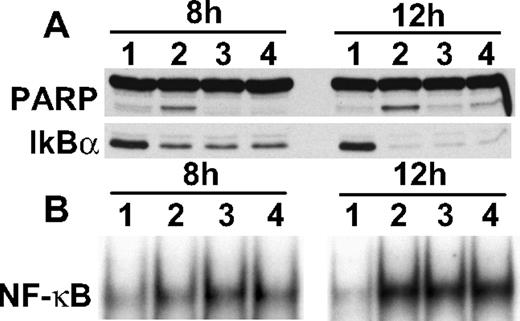 Figure 4. Neither caspase nor c-Jun N-terminal kinase inhibitors block bortezomib-induced IκBα down-regulation. (A) RPMI 8226 cells were cultured with bortezomib (20 nM for 8 hours and 12 hours) in the presence of control media (lane 2), Z-VAD-FMK (lane 3), or Z-DEVD-FMK (lane 4). Whole-cell lysates were subjected to immunoblotting with indicated Abs (A), and nuclear extracts were subjected to EMSA (B).