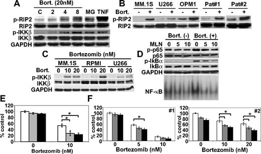 Figure 5. Bortezomib triggers IKKβ phosphorylation; conversely, inhibition of IKKβ blocks bortezomib-induced IκBα down-regulation and NF-κB activation. (A) RPMI 8226 cells were cultured with bortezomib (20 nM) or MG132 (MG, 0.5 μM). TNFα (TNF, 5 ng/mL) served as a positive control for p-RIP2 and p-IKKβ. (B) MM.1S, U266, and OPM1 MM cell lines, as well as primary tumor cells from MM patients, were cultured with bortezomib (20 nM for 8 hours). (C) MM.1S, RPMI 8226, and U266 cells were cultured with bortezomib (10 nM and 20 nM) for 8 hours. (D) RPMI 8226 cells were cultured with bortezomib (20 nM) for 8 hours in the presence (5 and 10 μM) or absence of MLN120B (MLN). Whole-cell lysates and nuclear extracts were immunoblotted with indicated Abs and EMSA, respectively. RPMI 8226 cells (E) and primary tumor cells (F) from MM patients (no. 1 and 2) were cultured with bortezomib (10 nM) for 24 hours, in the presence (5 μM, ; 10 μM, ■) or absence (□) of MLN120B, and cell growth was assessed by MTT assay. * P < .01.