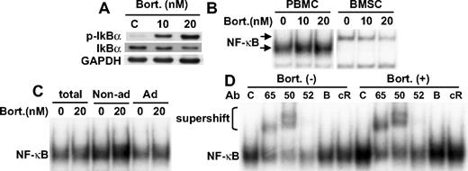 Figure 6. Bortezomib activates NF-κB in normal healthy donor-derived PBMCs. (A) PBMCs were cultured with bortezomib (10 nM and 20 nM) for 8 hours. Whole-cell lysates were immunoblotted with indicated Abs. (B) PBMCs and BMSCs from MM patient were cultured with bortezomib (10 nM and 20 nM) for 8 hours. (C) PBMCs were separated into adherent and nonadherent subsets, followed by bortezomib (20 nM) treatment for 8 hours. Nuclear extracts were subjected to EMSA. (D) PBMCs were cultured with or without bortezomib (20 nM for 8 hours). Nuclear extracts were subjected to supershift assays using anti-p65 (65), p50 (50), p52 (52), RelB (B), and cRel (cR) Abs.