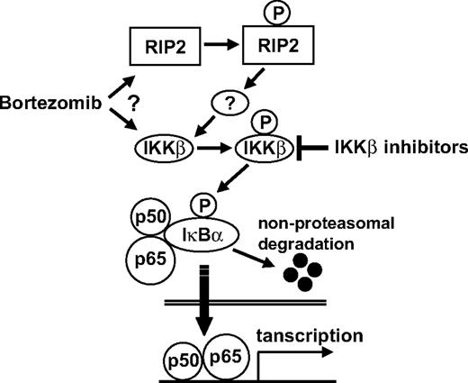 Figure 7. Possible mechanism whereby bortezomib triggers canonical NF-κB activation. Bortezomib either directly or indirectly (via RIP2) activates IKKβ, which subsequently phosphorylates IκBα, an inhibitor of p50/p65. After nonproteasomal degradation of IκBα, p50/p65 translocates to nucleus. IKKβ inhibitors block down-regulation of IκBα and NF-κB activity, as well as enhance bortezomib-induced cytotoxicity.