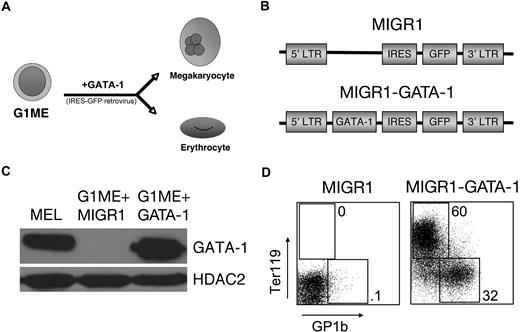Figure 1. GATA-1 induces erythroid and megakaryocytic differentiation in G1ME cells. (A) Schematic of G1ME cell differentiation into megakaryocytes and erythrocytes after GATA-1 is retrovirally restored. (B) Retroviral constructs used for gene rescue. The MIGR1 vector encodes green fluorescent protein (GFP) linked to an internal ribosome entry site (IRES). MIGR1-GATA-1 also contains the full-length coding region of the murine GATA-1 cDNA. (C) GATA-1 protein expression in transduced G1ME cells determined by Western blotting. GATA-1 expression in transduced G1ME cells approximated endogenous expression in murine erythroleukemia (MEL) cells. (D) Expression of the erythroid-specific marker Ter119 and terminal megakaryocytic marker GP1b of G1ME cells 4 days after transduction with MIGR1 or MIGR1-GATA-1. Percentages refer to fraction of GFP+ cells expressing Ter119 or GP1b.