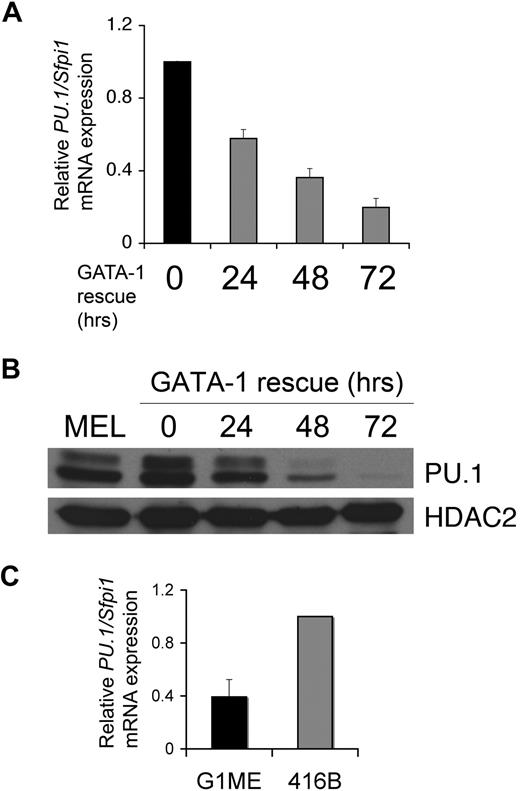 Figure 2. GATA-1 inhibits PU.1 expression. (A) PU.1/Sfpi1 mRNA expression by real-time reverse-transcribed polymerase chain reaction (RT-PCR) after GATA-1 rescue in G1ME cells relative to untransduced cells. Bars represent the mean of 3 independent experiments ± SD. (B) PU.1 protein expression by Western blotting of sorted GFP+ G1ME cells before and after GATA-1 restoration. PU.1 expression in untransduced G1ME cells approximates endogenous murine erythroleukemia (MEL) cells. Two bands are visualized for PU.1, most likely due to posttranslational modifications. HDAC2 indicates histone deacetylase 2. (C) PU.1/Sfpi1 mRNA expression by RT-PCR in G1ME cells relative to the myeloid cell line 416B. Bars represent the mean of 3 independent experiments ± SD.