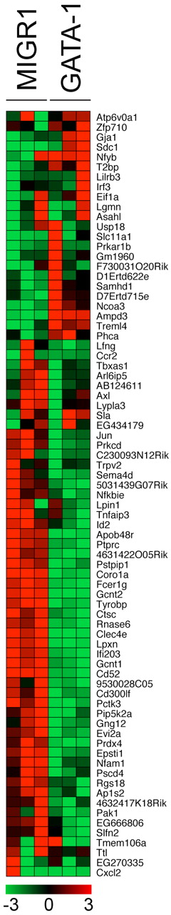 Figure 3. Repression of PU.1 targets by GATA-1 in G1ME cells. The columns represent triplicate MIGR1 or MIGR1-GATA-1 transduced G1ME cells sorted by GFP positivity 42 hours after infection. The color scale ranges from green to red, corresponding to decreases and increases, respectively, in expression level. Transcripts shown are a cohort of PU.1 targets, with approximately two-thirds down-regulated by GATA-1 restoration.