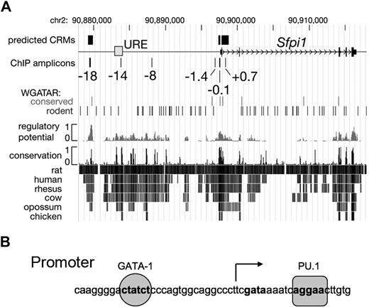 Figure 4. The Sfpi1/PU.1 locus. (A) A 35-kb segment of mouse chromosome 2 is represented with the DNA encoding Sfpi1/PU.1 (thin black rectangles), the transcription start site (open arrow), and the −14-kb upstream regulatory element (URE) as a gray box. Predicted erythroid cis-regulatory modules (CRMs)63 and amplicons used in chromatin immunoprecipitation (ChIP) assays are shown as rectangles above and below the line, respectively, with the positions of the amplicons relative to the transcription start given in kilobases. The positions of GATA consensus binding motifs (WGATAR), both conserved in mammals and present only in rodents, are indicated as vertical lines. The track labeled “regulatory potential” plots sequence similarity to alignment patterns in known regulatory regions.62 Rows labeled “conservation” show interspecies alignments with the mouse genome; darker lines indicate greater sequence similarity. (B) The sequence of the PU.1/Sfpi1 promoter region. A PU.1 binding site (AGGAA) is located just downstream of the transcription start site, which is indicated by the arrow. A GATA-1 binding site (CTATCT) is located 27-bp upstream of the PU.1 binding site.