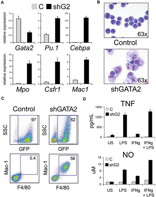Figure 6. GATA-2 deficiency induces PU-1/Sfpi1 and reprograms G1ME cells to macrophages. (A) Relative expression of Gata2 and selected myeloid and macrophage-specific target genes in G1ME cells transduced with Banshee control (C) or Banshee shGATA2 retrovirus and flow-purified by GFP positivity. Mean plus or minus standard deviation values are shown for one representative experiment performed in triplicate. CCAAT/enhancer binding protein alpha (Cebpa), myeloperoxidase (Mpo), colony-stimulating factor receptor 1 (Csfr1), and macrophage 1 (Mac1). (B) Morphology of G1ME cells transduced with control or shGATA2 virus 6 days after infection. The shG2-infected cells are larger with abundant cytoplasm-containing granules and vacuoles. May-Grünwald Giemsa stain. Original magnification, ×63. Photographs were obtained using an Axioskope 2 microscope equipped with an AxioCam camera and AxioVision acquisition software (Carl Zeiss Microimaging) at room temperature. (C) Representative flow cytometric analysis of Banshee control– and Banshee shGATA2–infected G1ME cells. The numbers indicate the percentage of GFP+ cells within the live population in the top panels and the percentage of Mac-1+ F4/80+ within the GFP+ population in the bottom panels. (D) Macrophage stimulation assays of Banshee control (C)– and Banshee shGATA2–transduced G1ME cells. Tumor necrosis factor (TNF) and nitric oxide (NO) levels were measured from the supernatant of unstimulated (US) cells or 18 hours after stimulation with 100 ng/mL lipopolysaccharide (LPS) and/or interferon-γ (IFN-γ). GATA-2 knockdown G1ME cells induced TNF secretion and produced nitric oxide at baseline and after stimulation with LPS and IFN-γ. Mean ± SD values are shown for one representative experiment performed in triplicate.