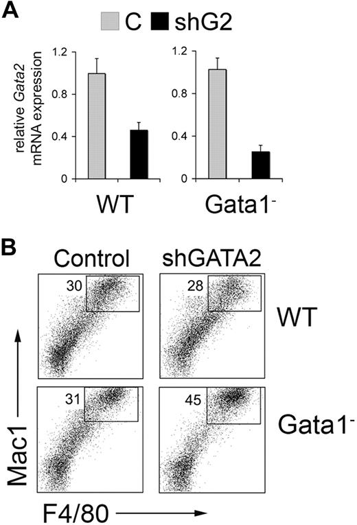 Figure 7. Gata2 knockdown in wild-type (WT) and Gata1− cells derived from in vitro differentiation of embryonic stem (ES) cells. (A) Five-day-old embryoid bodies were disrupted and the cells were transduced with Banshee control (C) or Banshee shGATA2 retrovirus. Twenty-four hours later, GFP+ cells were purified by flow cytometry and analyzed for Gata2 expression by RT-PCR. Gata2 mRNA expression normalized to Gapdh mRNA is assigned a value of 1.0 in control virus–infected cells from WT and Gata1− embryoid bodies. Error bars represent SD. (B) Representative flow cytometric analysis of Banshee control– and Banshee shGATA2–infected wild-type (WT) and Gata1− hematopoietic progenitors derived from embryoid bodies. The numbers indicate the percentage of high Mac-1+ F4/80+ cells within the GFP+ population.