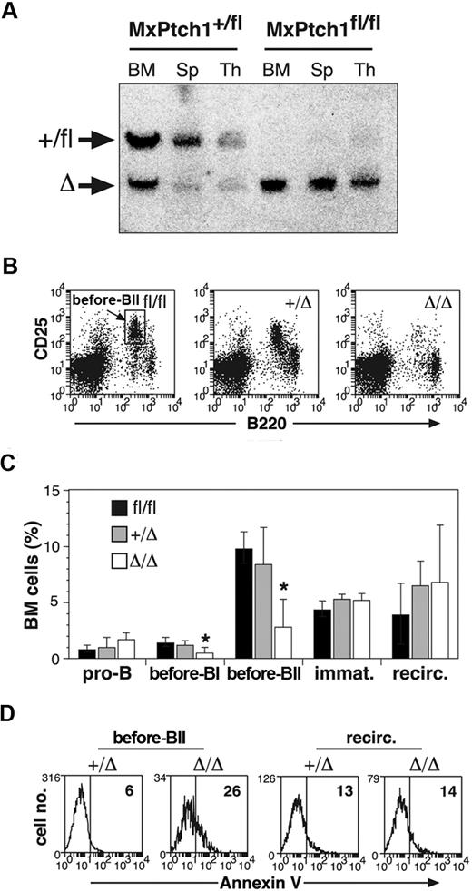 Figure 1. B-cell defects in the absence of Ptch1. (A) Southern blot analysis for Ptch1 deletion status. Bone marrow (BM), spleen (Sp), and thymus (Thy) from MxPtch1+/fl and MxPtch1fl/fl mice harvested 4 weeks after administration of poly(I:C). Wild-type Ptch1 allele (+) and loxP-flanked Ptch1 allele (fl) have the same size band. Deleted Ptch1fl allele (Δ). (B) Dot plots of BM cells stained with B220 and CD25. The MxPtch1Δ/Δ dot-plot is an example of a severely affected animal. (C) B-cell subsets in BM from Ptch1-wild-type (Ptch1fl/fl), heterozygous (MxPtch1+/Δ) and null (MxPtch1Δ/Δ) mice: see supplemental Figure 1 for definitions of B-cell subsets. Mean plus SD calculated from 5 mice of each genotype. *P < .05 by one-way ANOVA. (D) Annexin V expression on pre-BII and recirculating B cells within the BM. The mean percentage of annexin V+ cells calculated from 3 mice for each genotype is shown.
