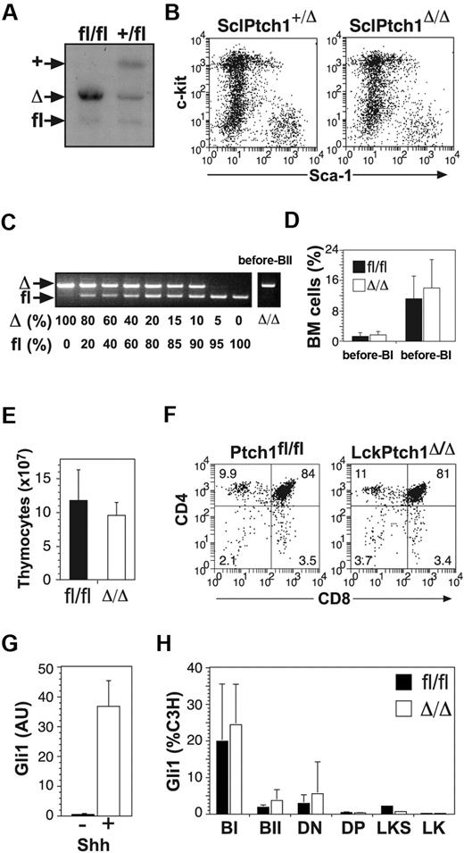 Figure 5. Hematopoietic-specific deletion of Ptch1. (A) Ptch1 Southern blot of BM cells from SclPtch1fl/fl and SclPtch1+/fl mice 8 weeks after tamoxifen. Unlike all other blots, the probe used for this blot distinguishes Ptch1 wild-type (+) and Ptch1fl alleles. (B) Representative dot-plots of lineage-negative BM cells from SclPtch1-heterozygous (+/Δ) and SclPtch1-null (Δ/Δ) mice 8 weeks after tamoxifen. (C) PCR for efficiency of Ptch1fl deletion in pre-BII cells FACS-isolated from a CD19Ptch1Δ/Δ mouse. Deletion efficiency is at least 80%, as determined by the dose titration curve shown on the left. (D) Pre-B cell subsets in BM from Ptch1fl/fl (fl/fl) and CD19Ptch1-null (Δ/Δ) mice. Mean plus SD calculated from 4 mice of each genotype. (E) Thymocyte cellularity of Ptch1fl/fl (fl/fl) and LckPtch1-null (Δ/Δ) mice. Mean plus SD calculated from 4 mice of each genotype. (F) Representative dot-plots of T-cell subsets. The mean percentage shown for each subset was calculated from 4 mice of each genotype. (G) Quantitative RT-PCR for Gli1 mRNA expression in the mesenchymal cell line C3H treated with or without conditioned media containing Shh. Mean plus SD for 3 independent experiments is shown. (H) Quantitative RT-PCR for Gli1 mRNA expression in FACS-isolated BM fractions (pre-BI, pre-BII, LKS, and LK) and thymocyte fractions (DN and DP) from control (Ptchfl/fl) and MxPtch1-null (Δ/Δ) mice. Results for B- and T-cell subsets are mean plus SD of 2 independent sorts, and LKS and LK results are from a single sort from a pool of 5 mice of each genotype.