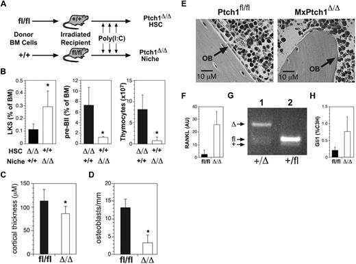 Figure 6. Hematopoietic abnormalities in MxPtch1Δ/Δ mice are cell-extrinsic. (A) Schematic of transplantation experiment. Donor BM cells from MxPtch1fl/fl or wild-type mice (+/+) were transplanted into lethally irradiated recipients. At 4 to 8 weeks after reconstitution, recipients were injected with poly(I:C) to generate either Ptch1-null hematopoietic cells or a Ptch1-null nonhematopoietic cells including the cell niche. (B) Numbers of LKS and B220loCD25+ pre-BII BM cells and thymocytes were measured 4 to 6 weeks after poly(I:C). Mean plus SD calculated from 4 recipients of each genotype. *P < .05 by 2-tailed Mann-Whitney test. (C) Mean cortical thickness plus SD through the mid-shaft of femurs from 3 mice of each genotype. *P < .05 by unpaired 2-tailed t test. (D) Numbers of osteoblasts along femoral shaft of MxPtch1 mice. Mean plus SD from 3 mice of each genotype. *P < .05 by unpaired 2-tailed t test. (E) Histologic features of periosteum from trabecular bone of femurs from MxPtch1 mice. OB indicates osteoblast. (F) Quantitative RT-PCR for RANKL mRNA expression in BM from MxPtch1 mice. Mean plus SD from 2 mice of each genotype. (G) PCR for Ptch1fl deletion in sorted osteoblasts from MxPtch1+/Δ mice (lane 1). As a control for nondeleted Ptch1fl allele, BM cells from a Ptch1+/fl mouse is shown (lane 2). (H) Quantitative RT-PCR for Gli1 mRNA expression in whole bone samples from control (Ptchfl/fl) and MxPtch1-null (Δ/Δ) mice. Results are mean plus SD of 3 mice of each genotype.