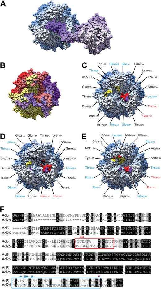 Figure 1. Modeling of the Ad5:FX interaction to identify FX contact points in the hexon protein. Models of the interaction between hexon and FX were used to determine candidate contact residues in the Ad5 hexon. (A) An atomic resolution representation of one such model is shown in top view (ie, viewed from the virion exterior). Hexon is shown in blue. FX is shown in purple. (B) Polypeptide chains within the trimeric capsomere are named and colored (A, red; B, yellow; and C, purple) relative to the orientation of FX. Missing regions in the crystal structure of hexon are represented with blue sticks and highlighted with black arrows. (C-E) Contact residues are shown for each of the 3 models calculated and named/colored according to their chain assignment relative to FX. Amino acids targeted for mutagenesis have labels that are colored according to regions identified in panel F. In each panel, hexon is represented such that FX is in approximately the same orientation as in panel C. (F) Amino acid alignment of Ad5 and Ad26 hexon HVR sequences to highlight domains (HVR5, red box; HVR7, blue box) and amino acids targeted for mutagenesis studies (point mutations highlighted by *).