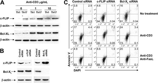 Figure 2. Resistance of Th17 cells to AICD is due to abundant c-FLIP expression. (A) c-FLIPL and Bcl-xL protein expression was detected with Western blot. Th1 and Th17 cells were treated with 0, 1, or 10 μg/mL anti-CD3 mAb. β-Actin was used as a loading control. Data represent 1 of 3 replicate experiments. (B) Expression levels of c-FLIPL, Bcl-xL, and β-actin in Th17 cells shown after control, c-FLIP, or Bcl-xL siRNA transfection. (C) AICD of Th17 cells after knocking down c-FLIP or Bcl-xL. Polarized Th17 cells transfected with control, c-FLIP–specific, or Bcl-xL–specific siRNA for 48 hours were recultured with medium, anti-CD3 mAb alone, or anti-CD3 plus neutralizing anti-FasL mAb. Apoptosis was determined 20 hours after restimulation by annexin V and DAPI staining. Data represent 1 of 3 replicate experiments.