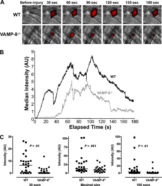 Figure 1. Platelet accumulation in VAMP-8−/− mice after laser-induced injury of cremaster arterioles. (A) Platelet accumulation was imaged at the indicated time intervals after injury in both wild-type (WT) and VAMP-8–deficient (VAMP-8−/−) mice. (B) Median integrated platelet fluorescence intensity was plotted at each second for 180 seconds after laser injury in VAMP-8−/− mice. (C) At 30 seconds, median platelet accumulation in VAMP-8−/− mice was 4% of WT (P = .01). There was a trend toward a decrease in maximal thrombus size in VAMP-8−/− mice compared with WT mice, but the difference was not statistically significant (74% of WT; P = .061). By 180 seconds, median platelet accumulation in VAMP-8−/− mice was 28% of WT mice (P = .01).