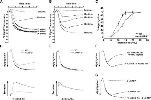 Figure 2. Role of ADP in aggregation of VAMP-8−/− platelets. Wild-type (A) and VAMP-8−/− (B) platelets were incubated with the indicated concentrations of thrombin and percentage of light transmission was recorded. Panel C represents the mean percentage of aggregation versus thrombin concentration with SD indicated (3 aggregations/condition, n = 8 mice). Thrombin (D: 15 mU/mL; E: 100 mU/mL) was used to stimulate WT (black line) or VAMP-8−/− platelets (gray line). Aggregation (upper trace) and release of ATP (lower trace) were monitored. (F) Aggregations were measured for VAMP-8−/− platelets stimulated with 15 mU/mL thrombin and wild-type platelets stimulated with 15 mU/mL thrombin plus 1 U/mL apyrase. (G) Aggregations were measured for VAMP-8−/− platelets stimulated with 15 mU/mL thrombin alone, 15 mU/mL thrombin plus 2 μM ADP, or 2 μM ADP alone. All aggregation measurements were performed with constant stirring.