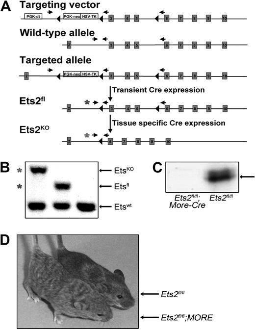 Figure 3. Generation of Ets2 conditional knockout mice. (A) Illustration of targeting strategy. The position of the PCR primers used to distinguish the various alleles are indicated, and asterisks highlight primers used to distinguish Ets2fl and EtsKO alleles. (B) PCR genotyping results for Ets2ko/+, Ets2fl/+, and Ets2+/+ mice, as indicated. Asterisks indicate the PCR products that distinguish the Ets2fl and Ets2ko alleles, and they are coded to the appropriate primer sets represented in panel A. (C) Western blot prepared using embryonic fibroblast extracts derived from MORE;Ets2fl/fl or Ets2fl/fl, as indicated. (D) Waved hair phenotype of adult: Ets2fl/fl;MORE mice (left) versus Ets2fl/fl control littermate (right).