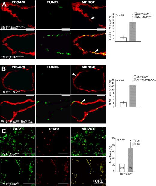 Figure 6. Increased EC apoptosis in Ets1/Ets2 double-mutant mice and in cultured cells deprived of growth factor. (A-B) Anti-PECAM (red) and TUNEL (green) double staining of thin frozen sections from E11.5 embryo of genotype Ets1−/−;EtsA72/A72 (A) or Tie2-Cre Ets1−/−;Ets2fl/fl (B). The third figure in each panel is the merged image, as indicated. The graphic panel shows the ratio of apoptotic endothelial cells (staining for both PECAM and TUNEL) to total PECAM-positive cells, expressed as percentage of apoptotic cells. At least 300 cells were counted in sections obtained from 2 different E11.5 embryos of genotype Ets1−/−;EtsA72/A72 (C) or Tie2-Cre Ets1−/−;Ets2fl/fl (D), and appropriate controls as indicated in the figure. Bars, 50 μm. (C) LIVE/DEAD staining of cultured aortic ECs of indicated genotype without Cre (top panels) or with Cre (bottom panels), that is, Ets1/Ets2-null condition. Graph at right is quantification of the results. Cells staining red indicate apoptotic/dead cells. Bars, 50 μm. For all panels, error bars indicate SD. * P < .05 (significant difference) between control and double mutant as determined by Student t test.