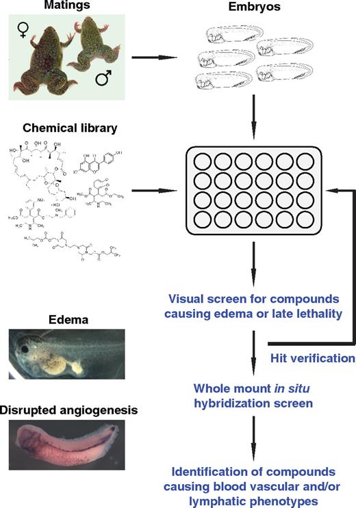 Figure 1. A chemical library screening strategy to identify small-molecule modulators of vascular development in Xenopus embryos. Xenopus embryos were arrayed in multiwell plates, and single compounds from the LOPAC1280 chemical library were added to the water in each well. Embryos were screened visually for developmental defects (edema and/or late lethality). Positive hits are verified by repeating the phenotypic assay. Compounds interfering with vascular development are identified by whole-mount in situ hybridization of compound-treated Xenopus embryos.