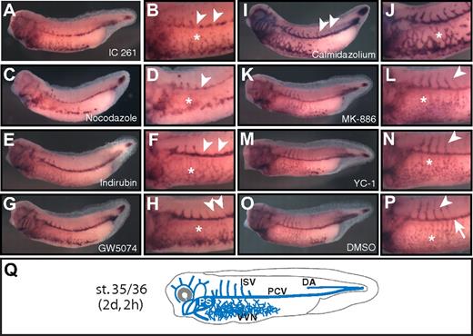 Figure 2. Compounds affecting distinct aspects of blood vessel development in vivo. Compound-treated (A-N) and control (DMSO-treated) Xenopus embryos (O-P) were analyzed by whole-mount in situ hybridization for expression of the vascular marker gene apj. Stage 35/36 embryos are shown in lateral views with anterior to the left. Close-up views of the trunk illustrate the morphology of the blood vessels. Compound names are indicated. (A-D) Hypoplastic VVN (*) and PCV (arrowheads). (E-F) Lack of ISVs (arrowheads). Note that assembly of PCVs and VVN (*) is unaffected. (G-H) Ectopic ISVs (arrowheads) and dysplastic VVN (*). (I-J) Ectopic ISV (arrowheads) and hyperplastic VVN (*). (K-N) Hypoplastic, dispersed VVN (*), but normal ISV angiogenesis (arrowheads). (O-P) Control embryos with normal VVN (*), PCVs (arrow), and ISVs (arrowhead). (Q) Scheme of the blood vasculature (blue) of the stage 35/36 embryo. Calmidazolium indicates calmidazolium chloride; Indirubin, indirubin-3′-oxime; and PS, pronephric sinus.