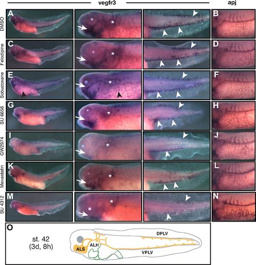 Figure 4. Compounds specifically affecting lymph vessel development in Xenopus tadpoles. Control DMSO- (A-B) and compound-treated (C-N) Xenopus embryos were analyzed by whole-mount in situ hybridization as described in the legend to Figure 3. Close-up views of apj-stained embryos illustrate normal ISV angiogenesis and VVN development in the embryonic trunk. ALSs, ALHs, and PLVs are highlighted by arrows, asterisks, and arrowheads, respectively. (A-B) Normal ALS and ALH lymphatics, and PLVs. (C-D) Dysplastic ALH lymphatics. (E-F) Dysplastic ALS and ALH lymphatics, and hypoplastic PLVs. Note persistent vegfr3 expression in the VVN (black arrowhead). (G-H) Stunted ALS lymphatics, dysplastic ALH lymphatics, and hypoplastic PLVs. (I-J) Impaired ALS lymphangiogenesis, stunted ALH lymphatics, and hypoplastic PLVs. (K-N) Impaired ALS and ALH lymphangiogenesis, and hypoplastic PLVs. (O) Scheme of the lymphatic vasculature (orange) of the stage 42 embryo. DPLV indicates dorsal posterior lymph vessel; and VPLV, ventral posterior lymph vessel.