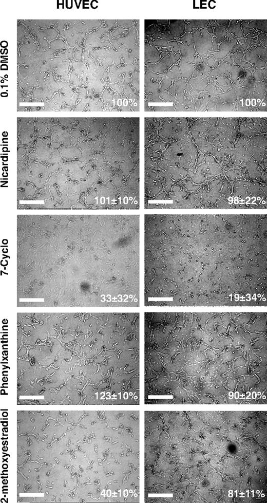 Figure 6. Differential, cell-type specific effects of selected small-molecule compounds on endothelial tube formation. Confluent monolayers of HUVEC or LECs were overlaid with collagen type I gels containing the indicated compounds at a dose of 1 μM in 0.1% DMSO. Scale bars represent 100 μm.