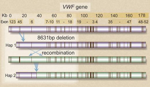 Alu-mediated VWF deletion followed by recombination in one family. The top portion of the figure shows the VWF gene intron-exon structure. Unequal homologous recombination between Alu Y repeats in introns 3 and 5 removes 8631bp and results in an in-frame deletion of exons 4-5. The deletion is located on an ancestral haplotype (Hap 1), present in all but one of the alleles investigated by Sutherland et al.1 A subsequent recombination event (panels 2 and 3) results in generation of haplotype 2 (Hap 2). The recombination location is likely to lie between intron 5 and exon 8. Professional illustration by Debra T. Dartez.