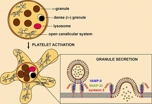 Platelet granule secretion requires SNARE proteins. Platelets contain α-granules, dense (δ-) granules, and a few lysosomes. Platelet activation results in cytoskeletal rearrangements, centralization of granules, and fusion of granules with the target membrane (plasma membrane or the open canalicular system). Secretion involves the assembly of granule v-SNAREs (eg, VAMP-8) and target membrane t-SNAREs (eg, syntaxin 2, SNAP-23) into a complex allowing membrane fusion and exocytosis.