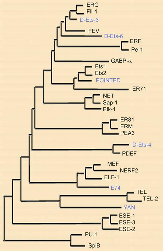 Phylogenetic tree of ETS family members. Phylogenetic tree demonstrating the evolutionary relationship between the different ETS factor family members, based on the relative conservation of the Ets domain, linking members with closely homologous amino acid sequences. Only human (black) and drosophila (blue) ETS members are shown.