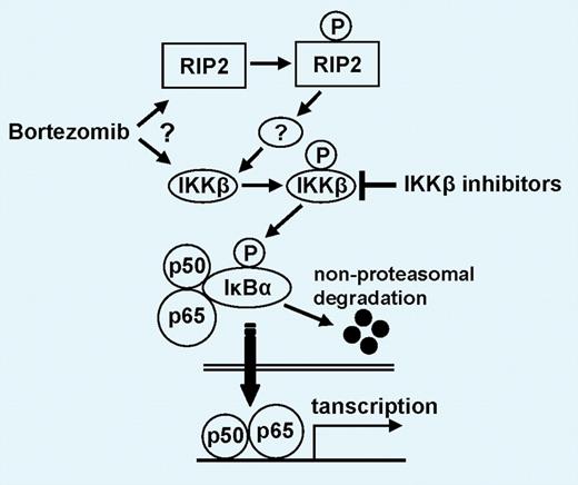 Possible mechanism whereby bortezomib triggers canonical NF-κB activation. Bortezomib either directly or indirectly (via RIP2) activates IKKβ, which subsequently phosphorylates IκBα, an inhibitor of p50/p65. After nonproteasomal degradation of IκBα, p50/p65 translocates to nucleus. IKKβ inhibitors block down-regulation of IκBα and NF-κB activity as well as enhance bortezomib-induced cytotoxicity. See the complete figure in the article beginning on page 1046.