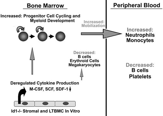 Figure 6. Summary of Id1−/− hematopoietic phenotypes. Id1−/− mice show decreased BM cellularity, which results in decreased absolute numbers of B cells and erythroid cells, while myeloid cell development is enhanced. Id1−/− LSK and LS−K progenitor cell cycling is increased in vivo but not in vitro. Cytokine and chemokine production is dysregulated in stroma cultures in vitro and in vivo, suggesting that Id1 is required for proper microenvironment function. As a result of dysregulated growth factor production, Id1−/− mice show enhanced myeloid proliferation and differentiation, increased egress of myeloid cells from the BM, and increased neutrophil and monocyte numbers in the PB.