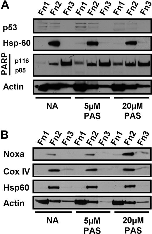 Figure 4. Effect of PAS on p53 and Noxa expression. Differential detergent fractionation was performed on CLL cells incubated for 18 hours in the presence of 100 μM ZVAD with no further addition (NA) or with 5 or 20 μM PAS. The effect of PAS on expression of p53 (A, patient AS9) and Noxa (B, patient AS25) is shown. Immunoblotting for Hsp60 and Cox IV documents successful fractionation and for actin to demonstrate equal loading. The data are typical of 29 (A) and 32 (B) experiments.