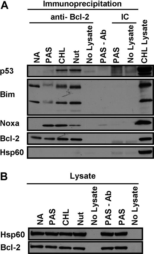 Figure 5. Coimmunoprecipitation of proapoptotic proteins with Bcl-2. CLL cells were incubated for 18 hours in the presence of 100 μM ZVAD with no further addition (NA) or with 15μM PAS, 60μM chlorambucil (CHL), or 20μM nutlin 3 (NUT). (A) Lysates were immunoprecipitated with anti–Bcl-2 antibody or an isotype control antibody (IC) and analyzed by Western blotting. The blots were probed with p53, Bim, Noxa, Bcl-2, and Hsp60 antibodies. Lysate from CHL-treated cells was run in the right-hand lane to provide migration markers for the proteins analyzed. (B) Unprecipitated lysates were also analyzed directly by Western blotting using anti-Hsp60 and anti–Bcl-2 antibodies.