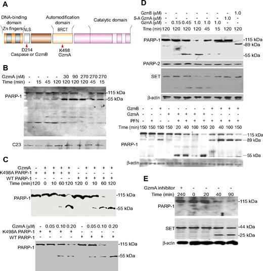 Figure 1. PARP-1 is a GzmA substrate. (A) Schematic of functional domains of PARP-1, indicating the caspase and GzmB cleavage site within the nuclear localization signal and GzmA cleavage site within the automodification domain (site of PARylation). (B) GzmA treatment of isolated nuclei produces a 55-kDa C-terminal fragment of PARP-1. HeLa nuclei were incubated with GzmA at the indicated concentrations for the indicated times and analyzed by immunoblot probed with PARP-1 C-terminal antiserum or for C23, a loading control. (C) When recombinant PARP-1 was incubated with GzmA, a 55-kDa C-terminal cleavage product is again seen by immunoblot. N-terminal sequencing of the 55-kDa fragment identified the cleavage site after Lys498. K498A PARP-1 is less susceptible to cleavage, but at longer times (top) or higher GzmA concentrations (bottom) it is also cleaved to a similarly sized fragment. (D) Treatment of K562 cells with GzmA and PFN leads to PARP-1, but not PARP-2, degradation. β-Actin was probed as a loading control, and the GzmA substrate SET was probed as a positive control. GzmB cleaves PARP-1 to generate an 89-kDa C-terminal fragment; S-AGzmA does not cleave either PARP (top). GzmA and GzmB (0.5 μM) cleave PARP-1 with similar kinetics (bottom). (E) PARP-1 is degraded within 40 minutes of CTL attack, with similar kinetics as SET. The serine protease inhibitor diisocoumarin (DCI) blocks PARP-1 and SET cleavage. (B-E) These are immunoblots; the PARP-1 blots are probed with an antibody that recognizes the C-terminal region of PARP-1.