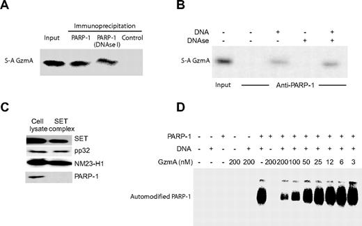 Figure 2. GzmA binds to PARP-1. (A) PARP-1 in cell lysates binds to S-AGzmA. Precleared HeLa cell lysates were incubated with S-AGzmA and antisera to PARP-1 or control antisera, and immune complexes were captured on protein G beads. GzmA binding was assayed by immunoblot probed with His-tag antibody. DNase treatment after PARP-1/GzmA incubation does not disrupt the association of S-AGzmA and PARP-1. (B) Recombinant PARP-1 binds S-AGzmA in vitro only in the presence of DNA. Recombinant PARP-1 attached to PARP-1 antibody–conjugated beads was incubated with S-AGzmA for 3 hours on ice in the presence or absence of 100-bp PCR product DNA. S-AGzmA was pulled down with PARP-1 only in the presence of DNA. However, if DNase I was added before extraction in SDS sample buffer, binding was not disrupted. (C) PARP-1 is not a component of the SET complex. Purified SET complex and K562 cell lysates were probed for PARP-1 and for the known SET complex components SET, pp32, and NM23-H.8 (D) GzmA disrupts the PARylation activity of PARP-1. Recombinant PARP-1 was preincubated with the indicated amount of GzmA at 37°C for 1 hour and then incubated with radiolabeled NAD+ before electrophoresis and autoradiography. The radiolabeled band corresponds to automodified PARP-1.