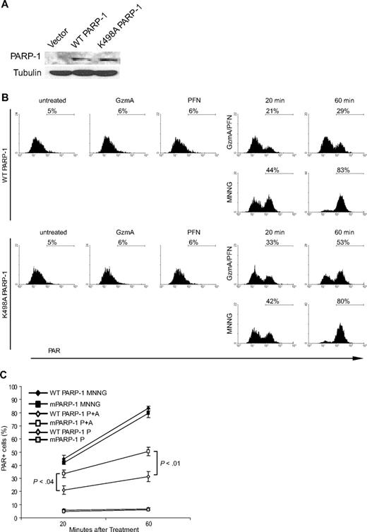 Figure 3. GzmA inhibition of PARylation within cells is partially rescued by expressing K498A PARP-1. PARP-1−/− MEF cells, transiently transfected to express either WT or K498A PARP-1, were treated with MNNG or PFN and/or GzmA for 20 or 60 minutes. Flow cytometry in cells stained with PAR antibody measured PARP activation in response to DNA damage. (A) Immunoblot shows comparable expression of WT and K498A PARP-1 in PARP-1−/− MEFs using antibody to C-terminal PARP-1. (B) Shows representative flow cytometry plots, and (C) the mean and SD of the percentage of PAR+ cells in 3 independent experiments. Neither PFN nor GzmA alone triggers PAR synthesis. PARP-1 activation to alkylating DNA damage is equivalent in cells expressing WT and K498A PARP-1. However, PARP-1 activity in response to DNA damage by GzmA (A) and PFN (P) is significantly enhanced by mutating the GzmA-favored cleavage site. The gray symbols refer to control cells just treated with PFN (P).